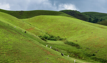 Lush green hillsides dotted with grazing cattle under a cloudy sky in Mawlangkhar, Meghalaya.