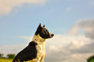 A majestic black and white dog gazes thoughtfully, silhouetted against a bright, cloudy sky.