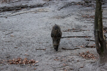 Wildschwein 