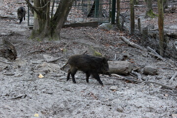 Wildschwein 