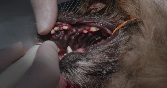 A veterinary dental procedure demonstrating a comprehensive dental cleaning of a dog under anesthesia in a veterinary clinic, providing a thorough cleaning and oral hygiene.