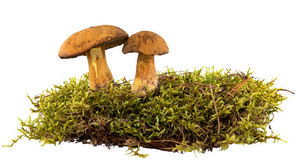 Forest mushroom with green moss on a white background. Mushroom isolate in grass