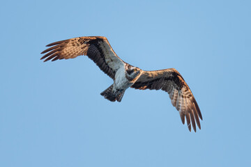 Osprey (Pandion haliaetus) flying against a blue sky, Angus, Scotland