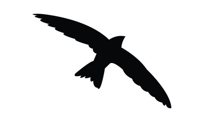 Flying Alpine swift bird Silhouette Design  And Vector Illustration. 
