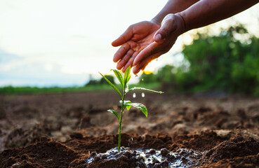 person is watering a small plant in a field