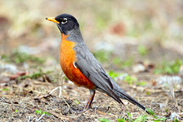 A cute migratory bird American Robin is foraging on the ground among dry grass and leaves during early spring. Bright orange plumage of the mating season.