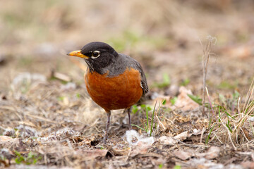 A cute migratory bird American Robin is foraging on the ground among dry grass and leaves during early spring. Bright orange plumage of the mating season.