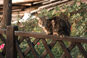 a brown spotted cat sits on a wooden fence outside and looks apart. lifestyle concept, free space