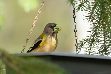 Female yellow Evening Grosbeak sitting in a feeder on the spruce tree with green needles in spring backyard garden.