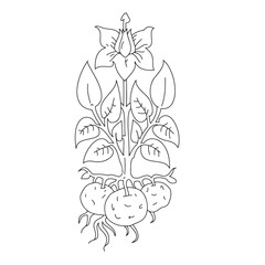 vector illustration of a potato plant. Drawing
