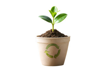 Sustainable Growth Young Plant in Eco-Friendly Pot