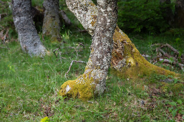 the Vergnes Noires peat bog, in Aubrac