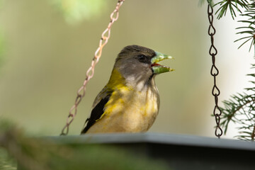 Female yellow Evening Grosbeak sitting in a feeder on the spruce tree with green needles in spring backyard garden.