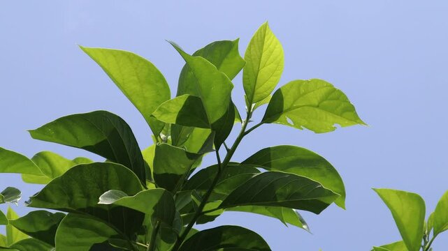 Green young avocado leaf 