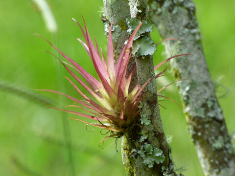 Ti&ntilde;a de arbol bromelia 