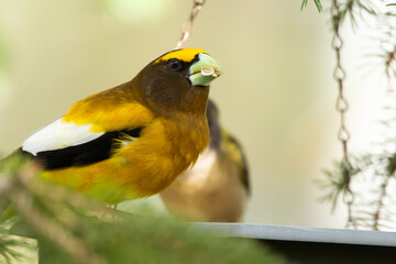 A vibrant male yellow Evening Grosbeak sitting in a feeder with a female bird on the spruce tree with green needles in spring backyard garden.