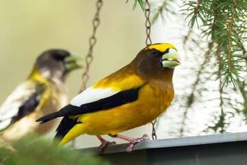 A vibrant male yellow Evening Grosbeak sitting in a feeder with a female bird on the spruce tree with green needles in spring backyard garden.