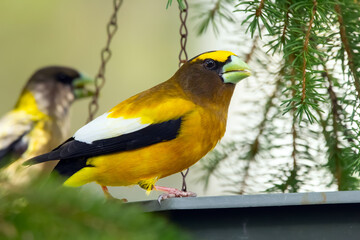 A vibrant male yellow Evening Grosbeak sitting in a feeder with a female bird on the spruce tree with green needles in spring backyard garden.