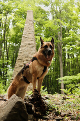 German Shepherd standing proudly in front of a forest monument on Vujan mountain, Serbia. Confident and alert pose in the wild. Hiking with pets concept