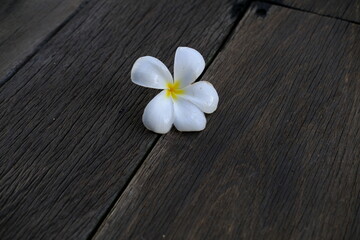Frangipani Flower on Dark Wooden Floor with Copy Space
