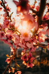 pink flower with sunlight behind