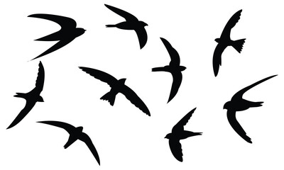 Flying Alpine swift bird Silhouette Design  And Vector Illustration. 