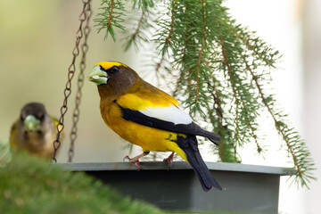 Obraz premium A vibrant male yellow Evening Grosbeak sitting in a feeder with a female bird on the spruce tree with green needles in spring backyard garden.