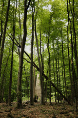 Stone monument in lush green spring forest on Vujan mountain in Serbia country. A peaceful nature scene without people perfect for hiking and exploration