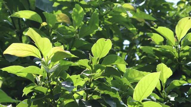 Green young avocado leaf 