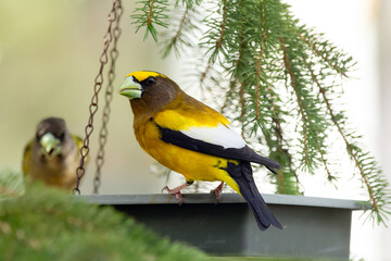 Fototapeta premium A vibrant male yellow Evening Grosbeak sitting in a feeder with a female bird on the spruce tree with green needles in spring backyard garden.