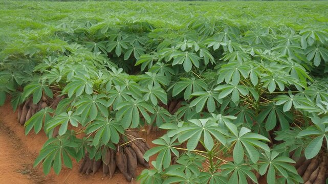 A field of Dioscorea Alata ( also known as yam or greater yam ) plants is thriving in an African farm with large roots and green leaves ready for harvest.