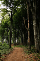 Obraz premium A dirt trail winds through the dense green forest on Mount Vujan, Serbia - a perfect hiking path in nature. Travel in Serbia country. Spring calm landscape