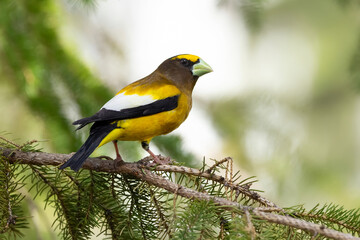 A vibrant male yellow Evening Grosbeak perches gracefully on the spruce tree with green needles in spring backyard garden, displaying its bold plumage and strong beak.
