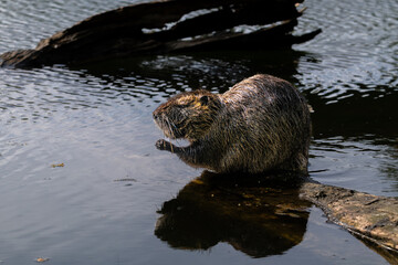 Nutria or Coypu (Myocastor coypus) in the Crystal Springs Lake in Portland, OR
