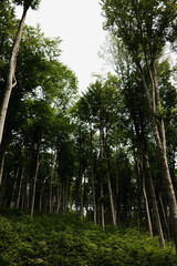 Fototapeta premium Lush green beech forest on Mount Vujan, Serbia. A tranquil, untouched woodland spring landscape with tall trees and soft undergrowth