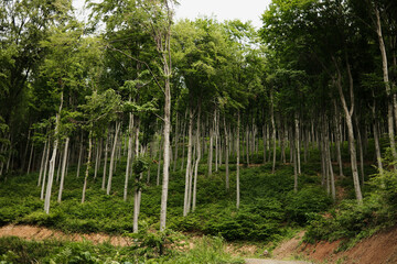 Fototapeta premium Lush green beech forest on Mount Vujan, Serbia. A tranquil, untouched woodland spring landscape with tall trees and soft undergrowth