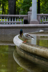Duck cleans feathers standing in the fountain, Minsk, Bolshoi Theatre