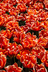 Tulip Flowers 'Queensday' Variety in Spring