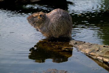 Nutria or Coypu (Myocastor coypus) in the Crystal Springs Lake in Portland, OR