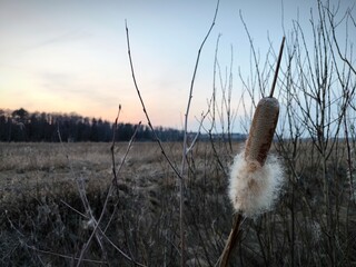 Fluffy Reeds in a river ditch in the middle of a field at sunset. Evening atmospheric natural...