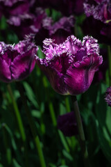 Tulip Flowers 'San George' Variety in Spring