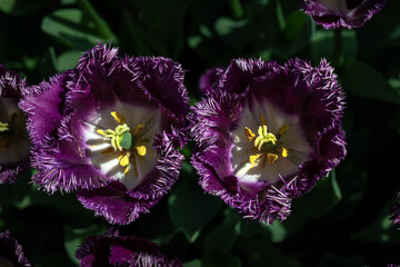 Tulip Flowers 'San George' Variety in Spring
