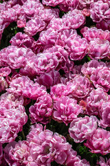 Tulip Flowers 'Pink Star' Variety in Spring