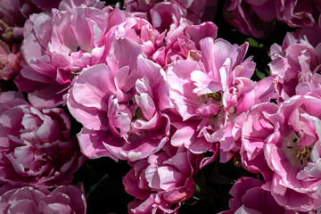 Tulip Flowers 'Pink Star' Variety in Spring