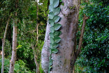 Tropical Ivy with Checkerboard Leaves Climbing Tree Trunk
