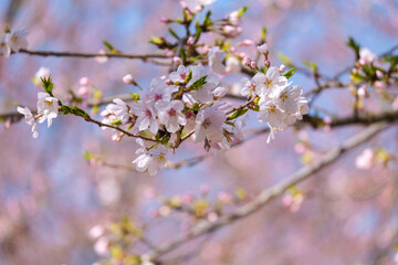 beautiful bouquet pink Japanese cherry blossoms flower or sakura bloomimg on the tree branch.  Small fresh buds and many petals layer romantic flora in botany garden. isolated on blue sky.
