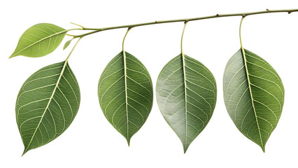 Naklejka premium Green leaves with intricate vein patterns hanging from a branch, isolated on transparent background, showcasing nature's delicate details and textures