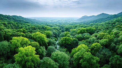 Drone shot over lush green forest canopy in summer with clear sky and vast green expanse.
