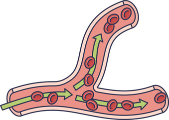 Illustration of blood flow in a branching blood vessel with red blood cells and arrows.