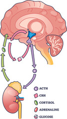 Illustration of the HPA axis showing a negative feedback loop involving the brain and adrenal gland.